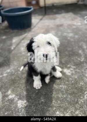 Vecchio cucciolo di cane da pastore inglese Foto Stock