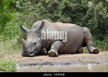 Rinoceronte bianco situato nel Parco Nazionale della riserva di caccia di Hluhluwe, Sud Africa Foto Stock