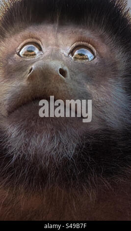Primo piano della scimmia selvaggia e curiosa dei cappuccini neri al parco nazionale delle cascate di Iguazu Foto Stock
