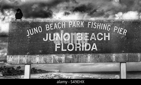 Corvo seduto sul cartello di benvenuto a Juno Beach sul molo di Juno a Jupiter, Florida, USA, in una giornata soleggiata, calda se parzialmente nuvolosa a gennaio. Foto Stock