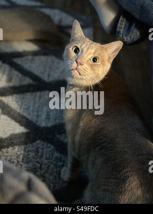 Un grande gatto maschile di colore sfarzoso ha un'espressione sorpreso mentre guarda le spalle, camminando tra una sedia reclinabile e un tavolo finale. Foto Stock