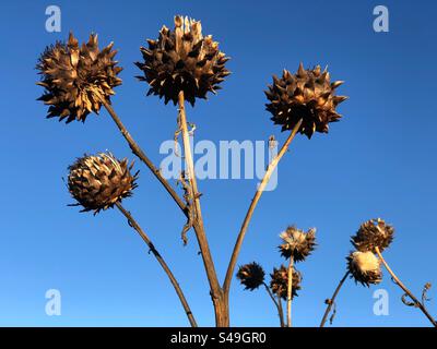 Cardoon Cynara testa di semi di cardunculus in inverno Foto Stock