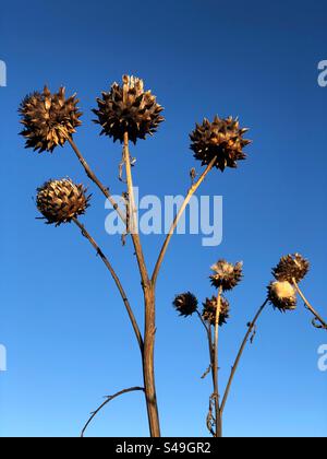 Cardoon Cynara testa di semi di cardunculus in inverno Foto Stock