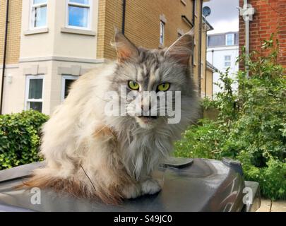 gatto seduto su un bidone della spazzatura Foto Stock