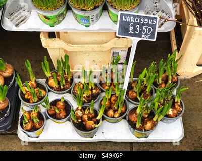 Germogli germoglianti di bulbi di narciso Narcissus in pentole venduti al fiorista Foto Stock