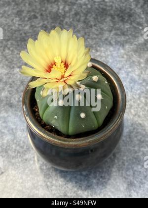 Astrophytum asterias cactus in fiore Foto Stock