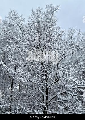 Rami di alberi ricoperti di neve in Massachusetts Foto Stock
