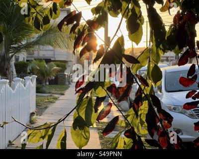 Foglie di albero rosse e verdi, con luce dorata del sole nel tardo pomeriggio alle spalle. Marciapiede nel sud della California con auto parcheggiate sul lato della strada Foto Stock