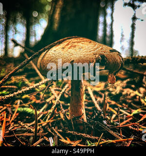 Primo piano di funghi in una foresta umida durante la stagione autunnale sotto alberi bagnati nell'ambiente naturale buio all'aperto Foto Stock