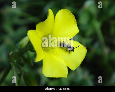 Mini-ape mineraria (Micrandrena sp.), maschio seduto su un fiore di legno giallo Foto Stock