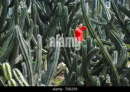 Xiamen, cinese della provincia del Fujian. 16 Mar, 2019. Un visitatore pone per le foto con le piante succulente a Xiamen Giardino Botanico a Xiamen, a sud-est della Cina di provincia del Fujian, il 16 marzo 2019. Credito: canzone Weiwei/Xinhua/Alamy Live News Foto Stock