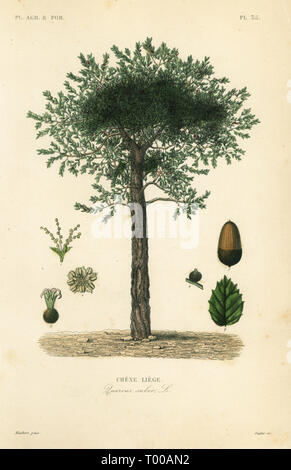 Cork Oak tree, Quercus suber, chene liege. Acciaio Handcolored incisione di Oudet dopo una illustrazione botanica da Edouard Maubert da Pierre Oscar Reveil, A. Dupuis, Fr. Gerard e Francois Herincq's La Regne Vegetal: Pianeti agricoles et Forestieres, L. Guerin, Parigi, 1864-1871. Foto Stock