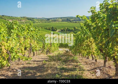 Vigneti della Valle della Moselle a Stadtbredimus alla frontiera tra la Germania e il Lussemburgo Foto Stock