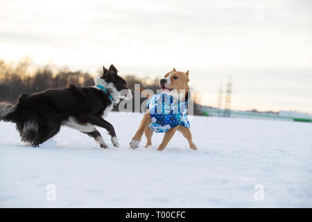 Border Collie e Staffordshire Terrier, Pit Bull riproduzione durante una gita su di un campo nevoso Foto Stock