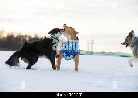 Border Collie e Staffordshire Terrier, Pit Bull riproduzione durante una gita su di un campo nevoso Foto Stock