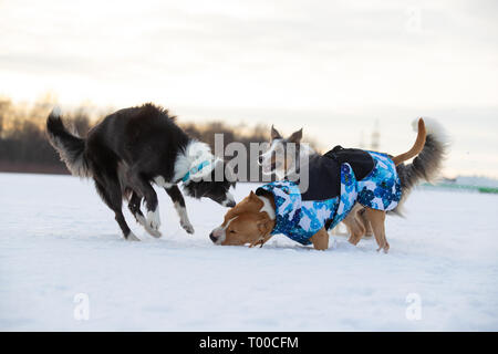 Border Collie e Staffordshire Terrier, Pit Bull riproduzione durante una gita su di un campo nevoso Foto Stock