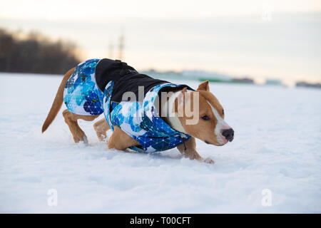 Border Collie e Staffordshire Terrier, Pit Bull riproduzione durante una gita su di un campo nevoso Foto Stock