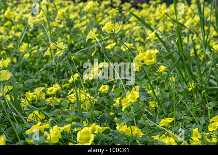 Giallo sourgrass prato, Oxalis pes-caprae Foto Stock