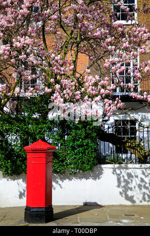 LONDON, Regno Unito - Marzo 11th, 2019: albero di Magnolia è fioritura di fronte all edificio elegante in Kensignton area nel centro di Londra Foto Stock