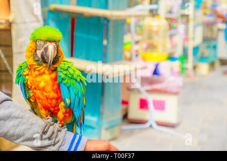 Un pappagallo colorato in piedi su un braccio a Bird Souq all'interno Souq Waqif, il vecchio mercato di attrazione turistica nel centro di Doha, Qatar, Medio Oriente, Arabo Foto Stock