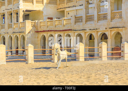 Bianco di razza Arabian Horse corre in un paddock nel centro di Doha. Il tradizionale maneggio sono parte del vecchio Souq Waqif area di mercato. Il Qatar, Medio Oriente Foto Stock