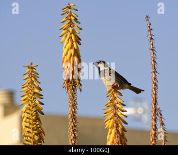 Un passero spagnolo in equilibrio su giallo aloe vera fiori Foto Stock