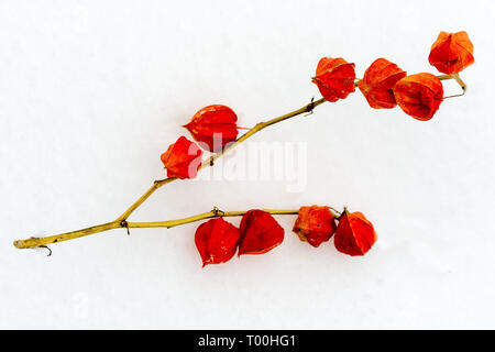 Lanterna cinese (Physalis franchetii) impianto sulla neve Foto Stock