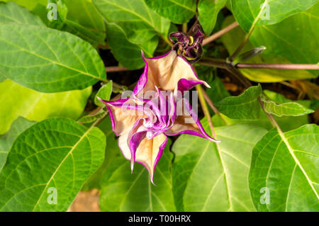 Viola 'Devil's tromba' Fiore (o peluria Thorn Apple, Indù, Datura corno dell'Abbondanza). Nome latino è Datura Metel (Syn Datura Alba), nativo di India. Foto Stock