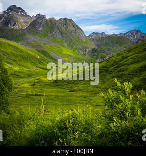 Fiori e montagne oltre l'Alaska Range Foto Stock