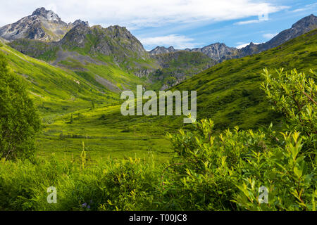 Fiori e montagne oltre l'Alaska Range Foto Stock