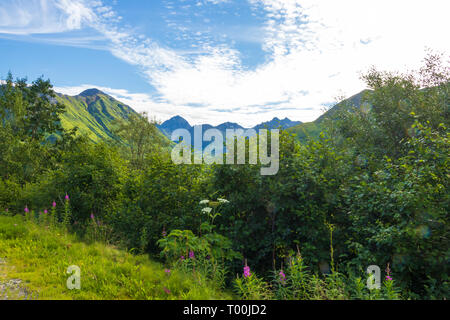 Fiori e montagne oltre l'Alaska Range Foto Stock