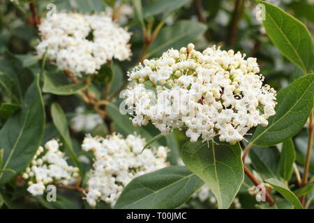 Viburnum tinus 'Bianco francese'. Fioriture di Viburnum 'Bianco francese' nel tardo inverno in un giardino inglese - Febbraio, REGNO UNITO Foto Stock