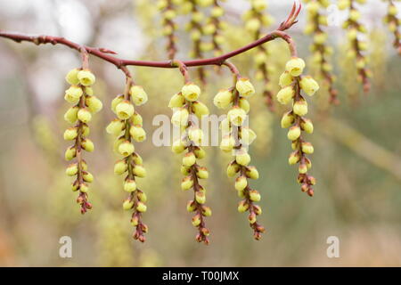 Stachyurus praecox. Fioritura racemi di questa fioritura precoce arbusto, chiamato anche Spiketail in febbraio, UK giardino. Foto Stock