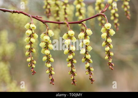 Stachyurus praecox. Fioritura racemi di questa fioritura precoce arbusto, chiamato anche Spiketail - Febbraio, UK giardino. Foto Stock