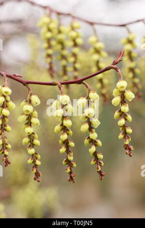 Stachyurus praecox. Fioritura racemi di questa fioritura precoce arbusto, chiamato anche Spiketail - Febbraio, UK giardino. Foto Stock