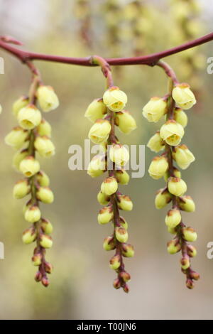 Stachyurus praecox. Fioritura racemi di questa fioritura precoce arbusto, chiamato anche Spiketail - Febbraio, UK giardino. Foto Stock