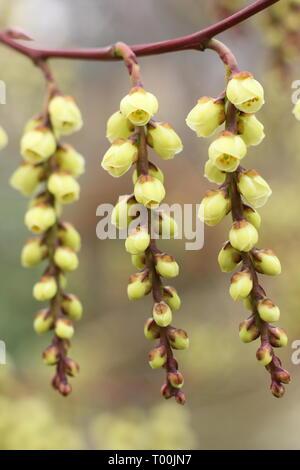 Stachyurus praecox. Fioritura racemi di questa fioritura precoce arbusto, chiamato anche Spiketail - Febbraio, UK giardino. Foto Stock