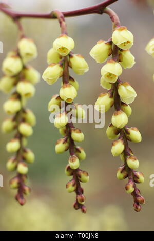 Stachyurus praecox. Fioritura racemi di questa fioritura precoce arbusto, chiamato anche Spiketail - Febbraio, UK giardino. Foto Stock