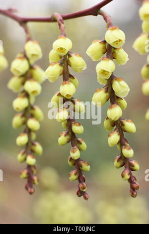 Stachyurus praecox. Fioritura racemi di questa fioritura precoce arbusto, chiamato anche Spiketail - Febbraio, UK giardino. Foto Stock