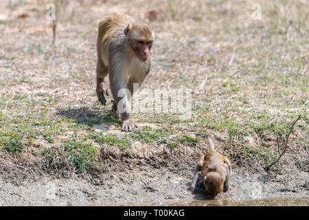 Macaco Rhesus (macaca mulatta) dell India Foto Stock