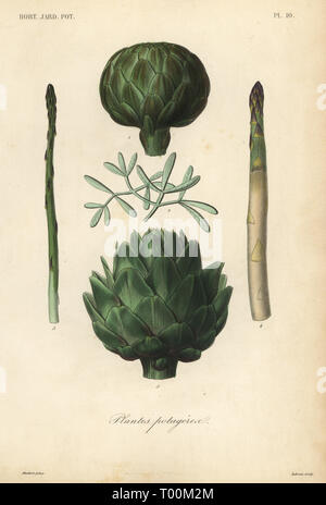 Verdure, Plantes potageres. Carciofi, Cynara cardunculus var. scolymus, asparagi, Asparagus officinalis, e rock samphire, Crithmum maritimum. Acciaio Handcolored incisione di Lebrun dopo una illustrazione botanica da Edouard Maubert da Pierre Oscar Reveil, A. Dupuis, Fr. Gerard e Francois Herincqâ€™s La Regne Vegetal: Orticoli: jardin potager et Jardin Fruitier, L. Guerin, Parigi, 1864-1871. Foto Stock