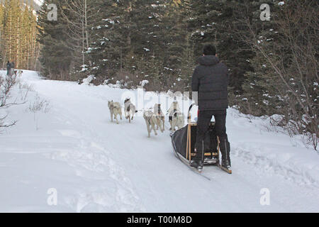 Lo sleddog a Kananaskis Paese nelle Montagne Rocciose Canadesi in Alberta, Canada Foto Stock