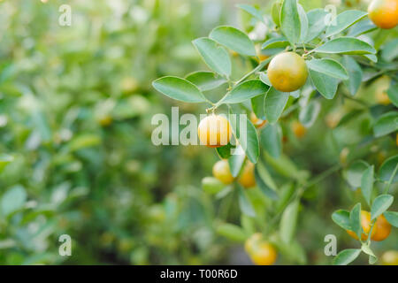 Kumquat - Frutti vengono spesso utilizzati per la visualizzazione durante il nuovo anno lunare Foto Stock