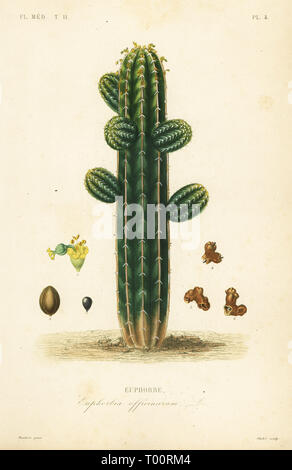 Euphorbia officinarum, Euphorbe. Acciaio Handcolored incisione di Oudet dopo una illustrazione botanica da Edouard Maubert da Pierre Oscar Reveil, A. Dupuis, Fr. Gerard e Francois Herincq's La Regne Vegetal: Flore Médicale, L. Guerin, Parigi, 1864-1871. Foto Stock