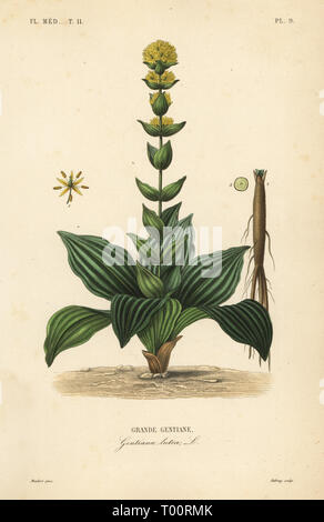 Grande giallo, genziana lutea Gentiana, Grande gentiane. Acciaio Handcolored incisione di Debray dopo una illustrazione botanica da Edouard Maubert da Pierre Oscar Reveil, A. Dupuis, Fr. Gerard e Francois Herincqâ€™s La Regne Vegetal: Flore Médicale, L. Guerin, Parigi, 1864-1871. Foto Stock