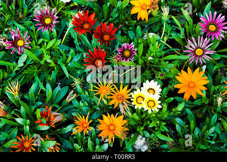 Gazania rigens fiori in diversi colori. Foto Stock
