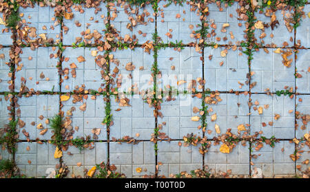 Massa piastrelle sul marciapiede con caduto foglie di autunno Foto Stock