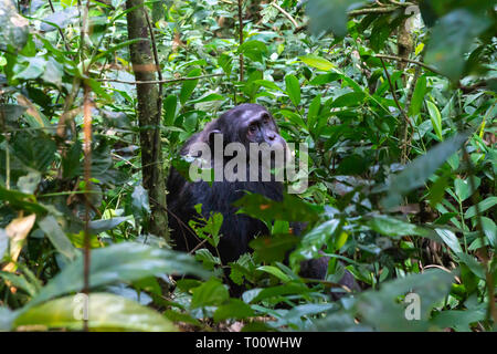 Scimpanzé comune (Pan troglodytes) nella foresta di Kibale National Park, Sud ovest dell Uganda, Africa orientale Foto Stock