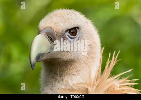 Vista di profilo di bella preda captive bird isolata su uno sfondo sfocato. Foto Stock