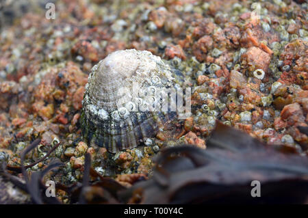 In prossimità di un comune Limpet (Patella vulgata) sulle rocce a bassa marea off La Rocque punto dell'isola di Jersey, nelle Isole del Canale, UK.